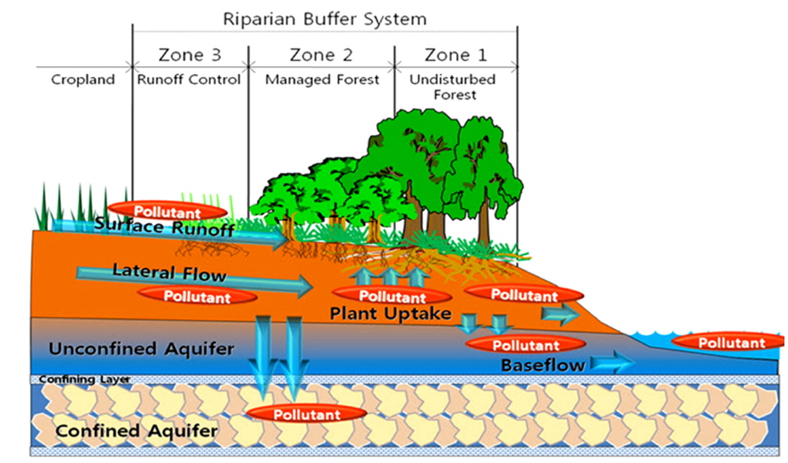 Overview of riparian buffer system (Ryu et al., 2010).