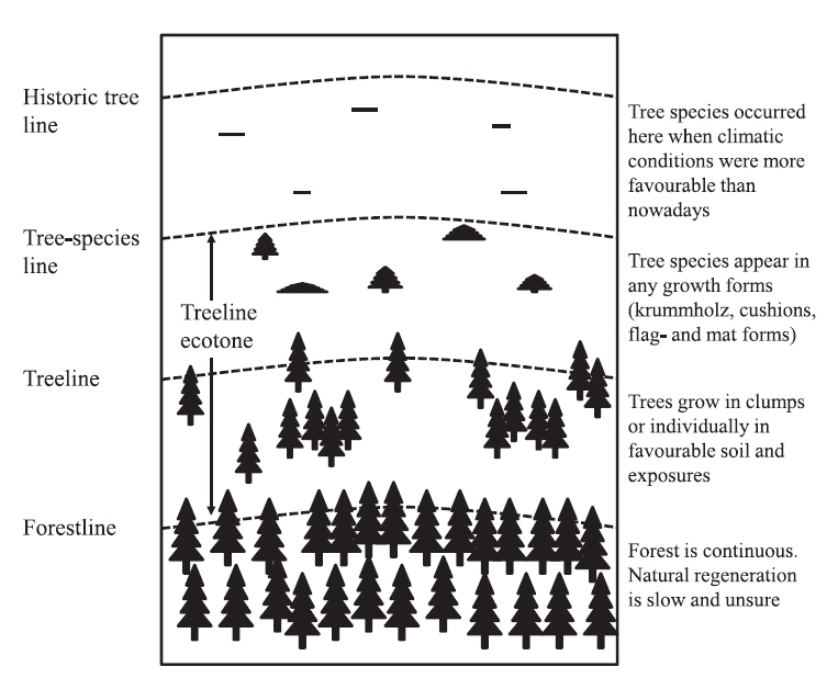 Treeline region: ideas and concepts mainly according to Heikkinen et al. (2002) and Korner and Paulsen (2004).