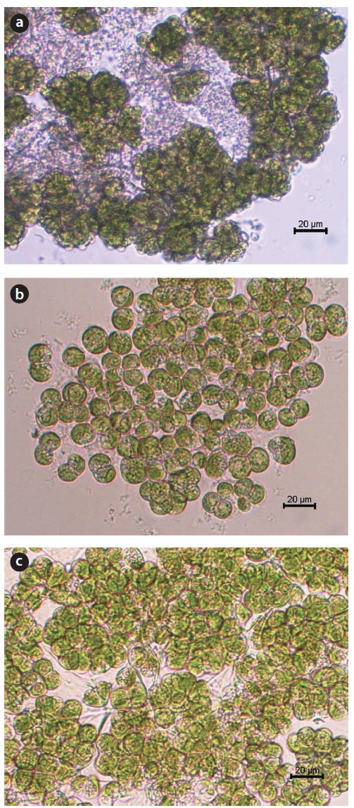 Light micrographs of the JJS (a), KCM (b), and KJD (c) strains of Botryococcus braunii. Scale bars, 20 μm.