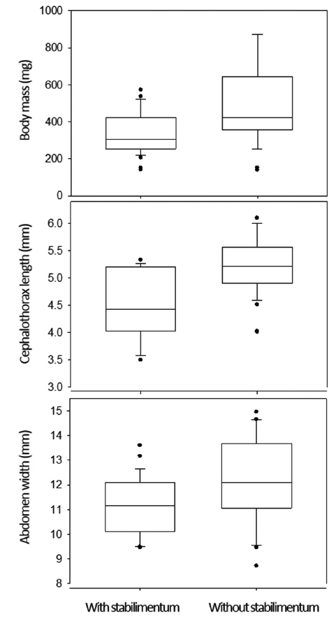 Box plots to compare body mass, cephalothorax width, and abdomen length between females of Argiope bruennichi building webs with and without stabilimentum. In the box plots, the boundary of the box closest to zero indicates the 25th percentile, a line within the box marks the median, and the boundary of the box farthest from zero indicates the 75th percentile. Whiskers (error bars) above and below the box indicate the 90th and 10th percentiles. Values out of the 90th and 10th percentiles were presented as black dots.