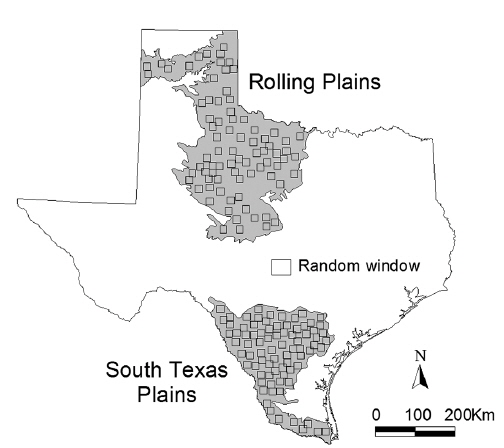 Location of 80 randomly located windows for the Rolling Plains and the South Texas Plains. ArcView script was used to extract random windows of 20 × 20 km2. Landscape metrics and scaled quail abundance were calculated based on these random windows.