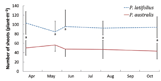 Change of densities of Phacelurus latifolius and Phragmites australis along the growth season in 2011 at undisturbed area. Vertical bars represent standard deviation and the letter “a” indicates the 0.01 level of significance.