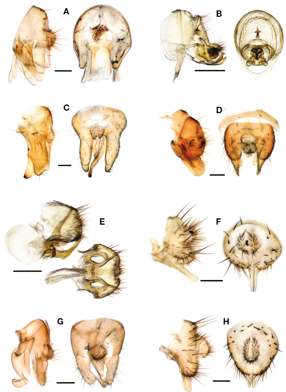Male genitalia in lateral and caudal view: A, Homoneura albomarginata; B, Minettia filia; C, Pachycerina alutacea; D, Poecilolycia zherichini; E, Protrigonometopus sexlituris; F, Sapromyza albiceps; G, Steganopsis dichroa; H, Trigonometopus eborifacies. Scale bars=0.1 mm (A, C, D, F-H), 0.5 mm (B), 0.3 mm (E).