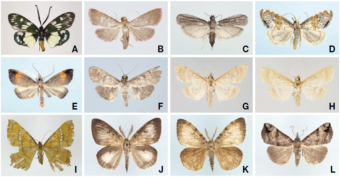 Adult moths from Isl. Gageodo, Shinan-gun, Jeollanam-do, South Korea. A, Eterusia aedea; B, Herculia drabicilialis; C, Didia striatella; D, Miyakea raddeella; E, Clupeosoma pryeri; F, Syllepte cissalis; G, Demobotys pervulgalis; H, Yezobotys dissimilis; I, Amblychia angeronaria; J, Lymantria albescens; K, Lymantria dispar; L, Hypena sinuosa.
