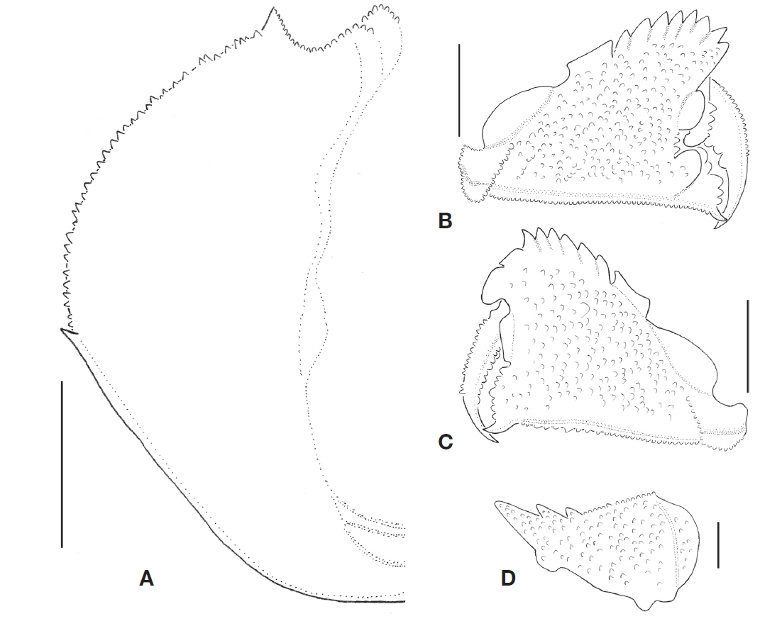 Cycloes granulosa De Haan, 1837, female (CL 36.6 mm, CW 35.9 mm). A, Dorsal view of left part of carapace; B, Chela of right cheliped; C, Chela of left cheliped; D, Carpus of left cheliped, outer view. Scale bars: A-C=10 mm, D=5 mm.