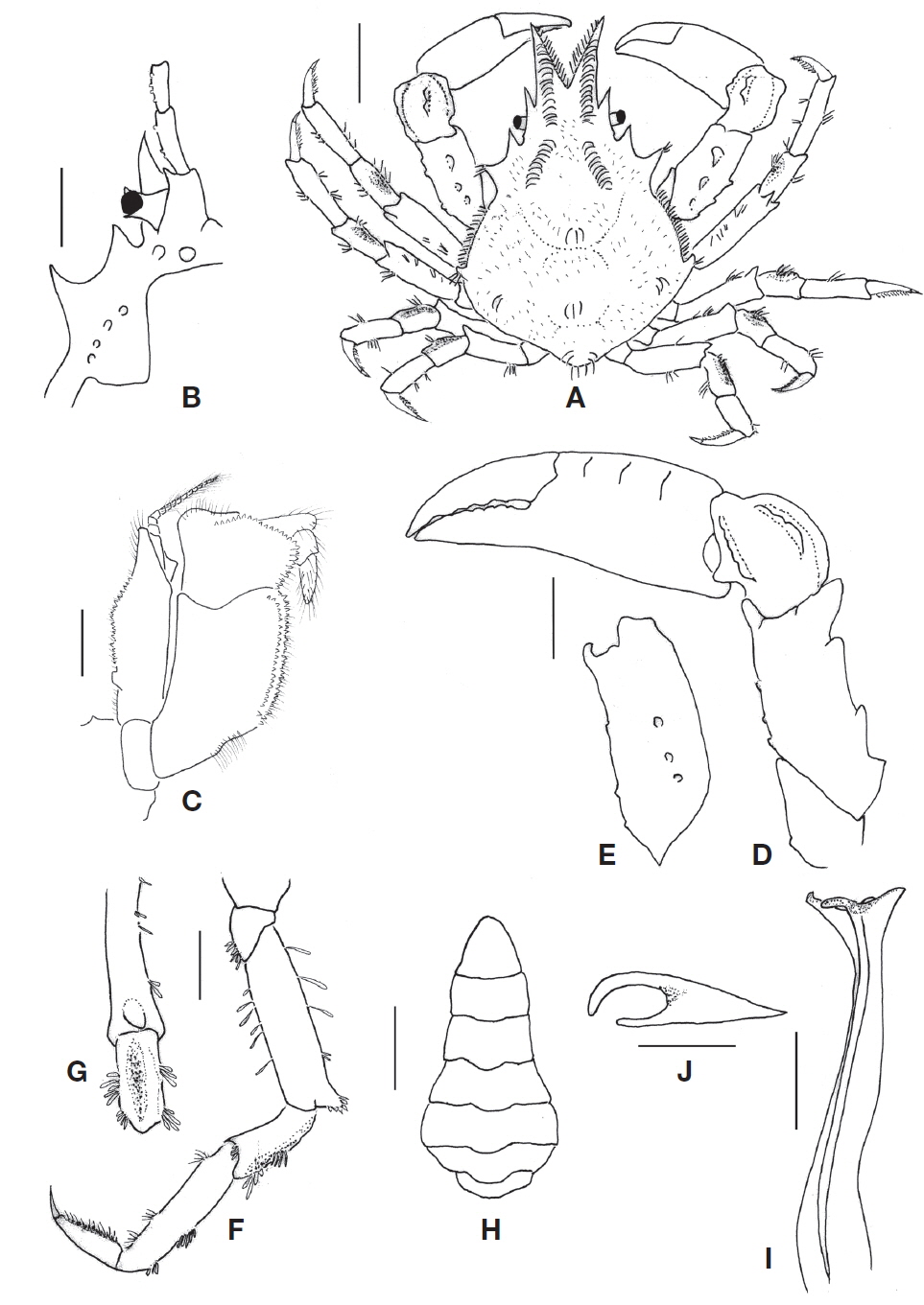 Pugettia vulgaris Ohtsuchi, Kawamura, and Takeda, 2014, male (CL 22.1 mm, CW 14.2 mm). A, Dorsal view; B, Right anterior carapace, ventral view; C, Right third maxilliped, ventral view; D, Right cheliped, inner view; E, Merus of right cheliped, ventral view; F, Right ambulatory leg 1, outer view; G, Merus and carpus of right ambulatory leg 1, upper view; H, Abdomen; I, Left gonopod 1, ventral view; J, Distal part of left gonopod 1, upper view. Scale bars: A, B=5 mm, C, I=1 mm, D-H=2.5 mm, J=0.5 mm.