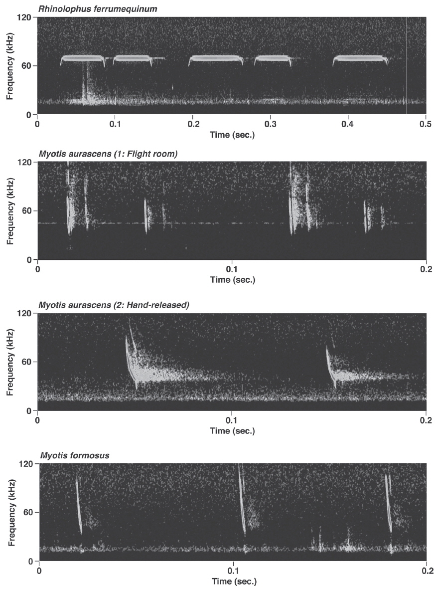 Sonograms of 3 species of bats in Korea. For Myotis aurascens, two types of calls recorded in different situations (flight room and hand-released) are shown.
