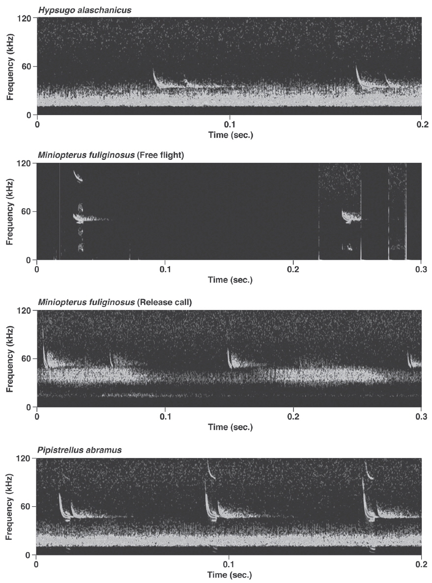 Sonograms of 4 species of bats in Korea. For Miniopterus fuliginosus, two types of calls recorded in different situations (free flight and hand-released) are shown.