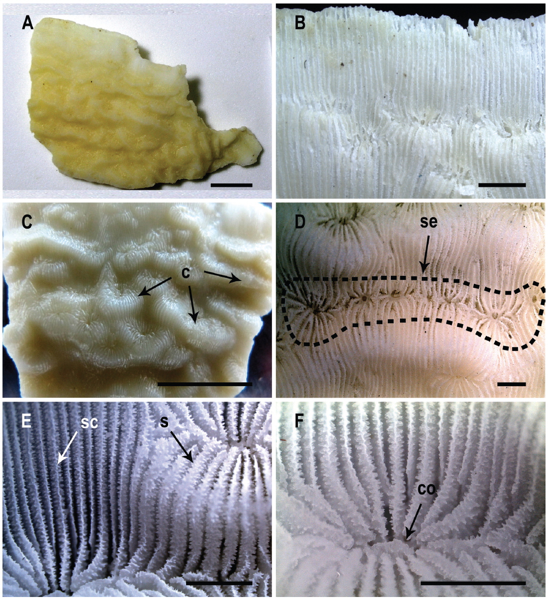 Leptoseris mycetoseroides. A, Growth form, platelike; B, Margins of corallum; C, Collines (c); D, Series of corallites by intratentacular budding (se); E, Septocostae (sc) and septa (s); F, Columella (co), single styliform. Scale bars: A, C=1 cm, B, D-F=1 mm.