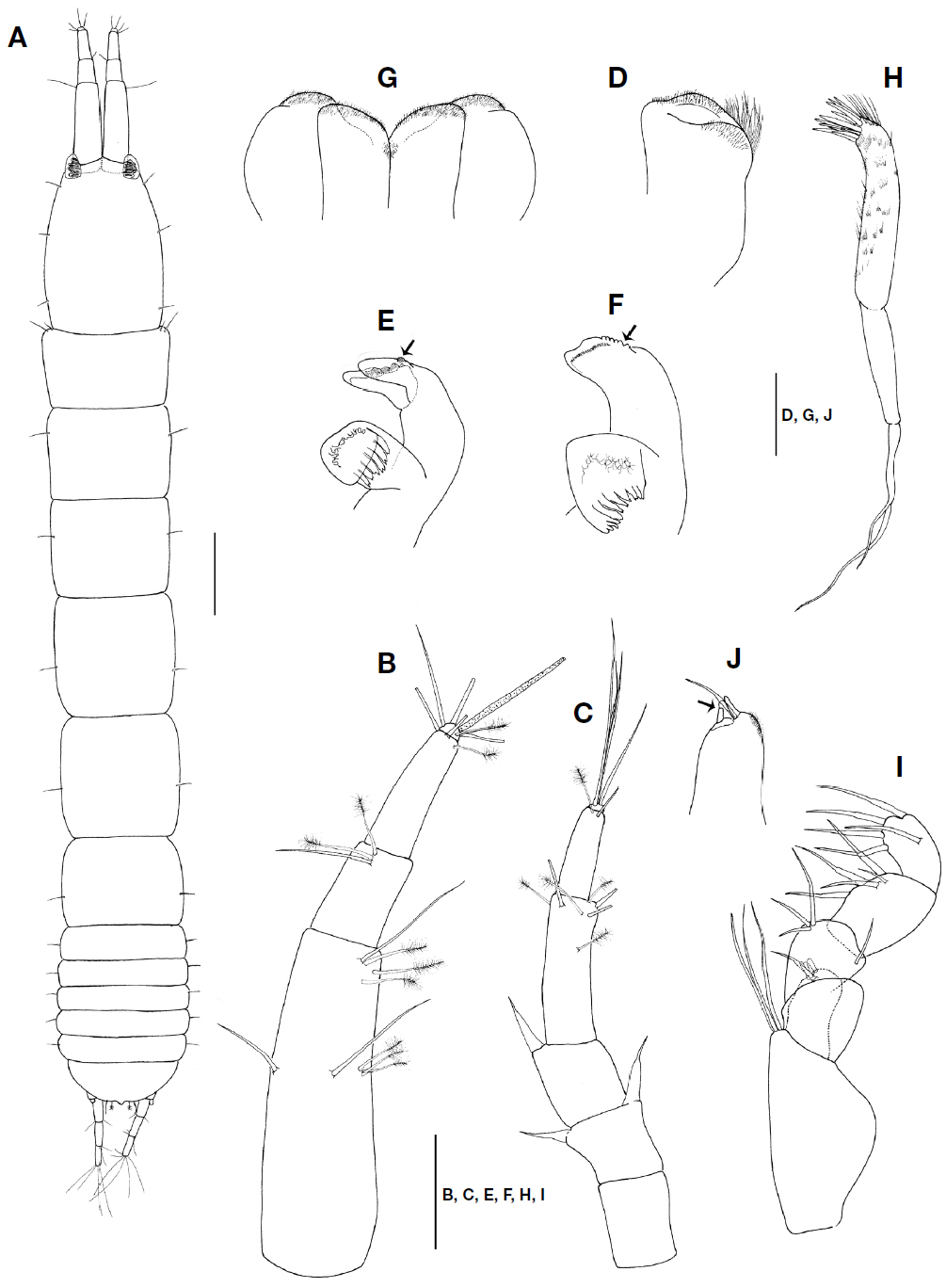 Leptochelia suhi n. sp. female (holotype). A, Habitus, dorsal view; B, Antennule; C, Antenna; D, Labrum; E, Left mandible; F, Right mandible; G, Labium; H, Maxillule; I, Maxilliped; J, Maxilliped endite. Scale bars=0.2 mm (A), 0.1 mm (B, C, E, F, H, I), 0.05 mm (D, G, J).