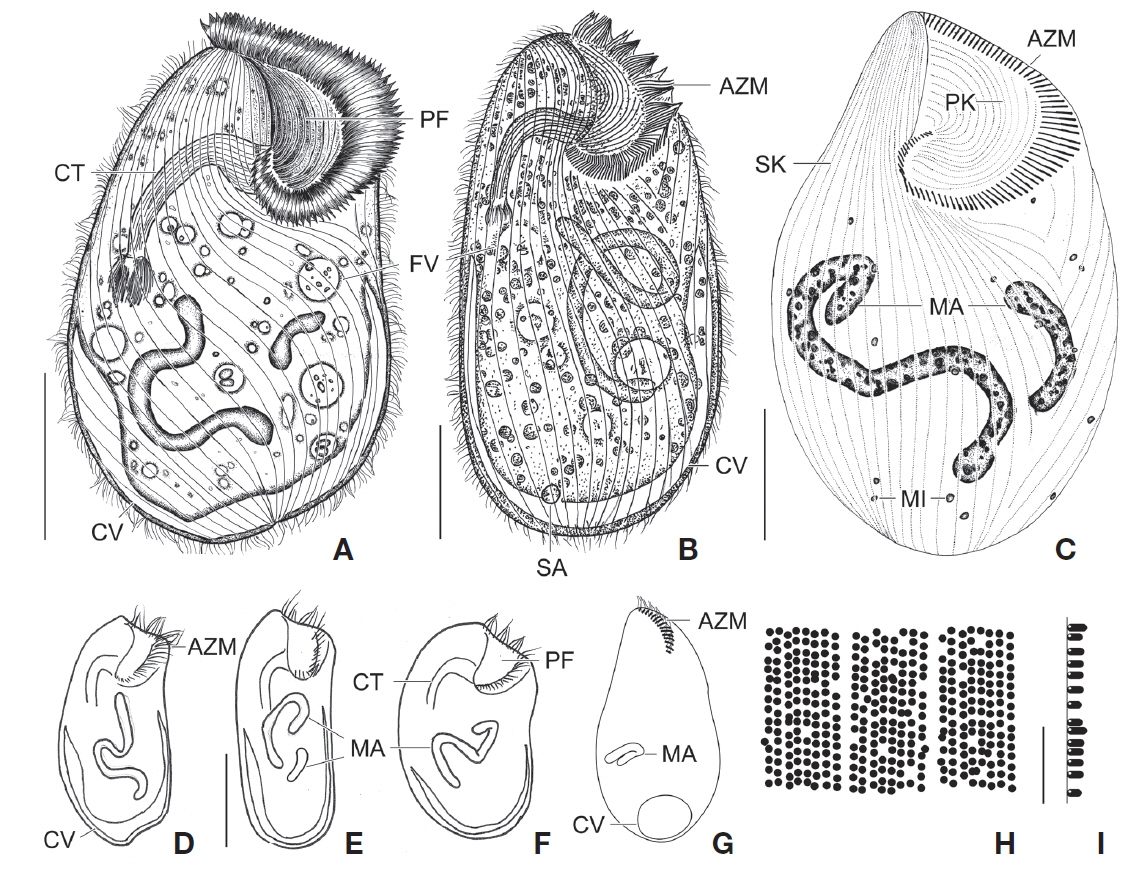 Climacostomum virens from life (A, B, D-I) and after protargol impregnation (C). A, Typical body shape of brackish water specimen; B, Ventral side view of freshwater specimen with symbiotic algae; C, Ventral view to show macronuclei, somatic, and oral ciliature; D-F, Various body shapes; G, Swarmer stage cell; H, Arrangement of cortical granules; I, Lateral view of ellipsoidal cortical granules. AZM, adoral zone of membranelles; CT, cytopharyngeal tube; CV, contractile vacuole; FV, food vacuole; MA, macronuclei; MI, micronuclei; PF, peristomial field; PK, peristomial kinety; SA, symbiotic algae; SK, somatic kinety. Scale bars: A-C=50 μm, E=100 μm, I=5 μm.