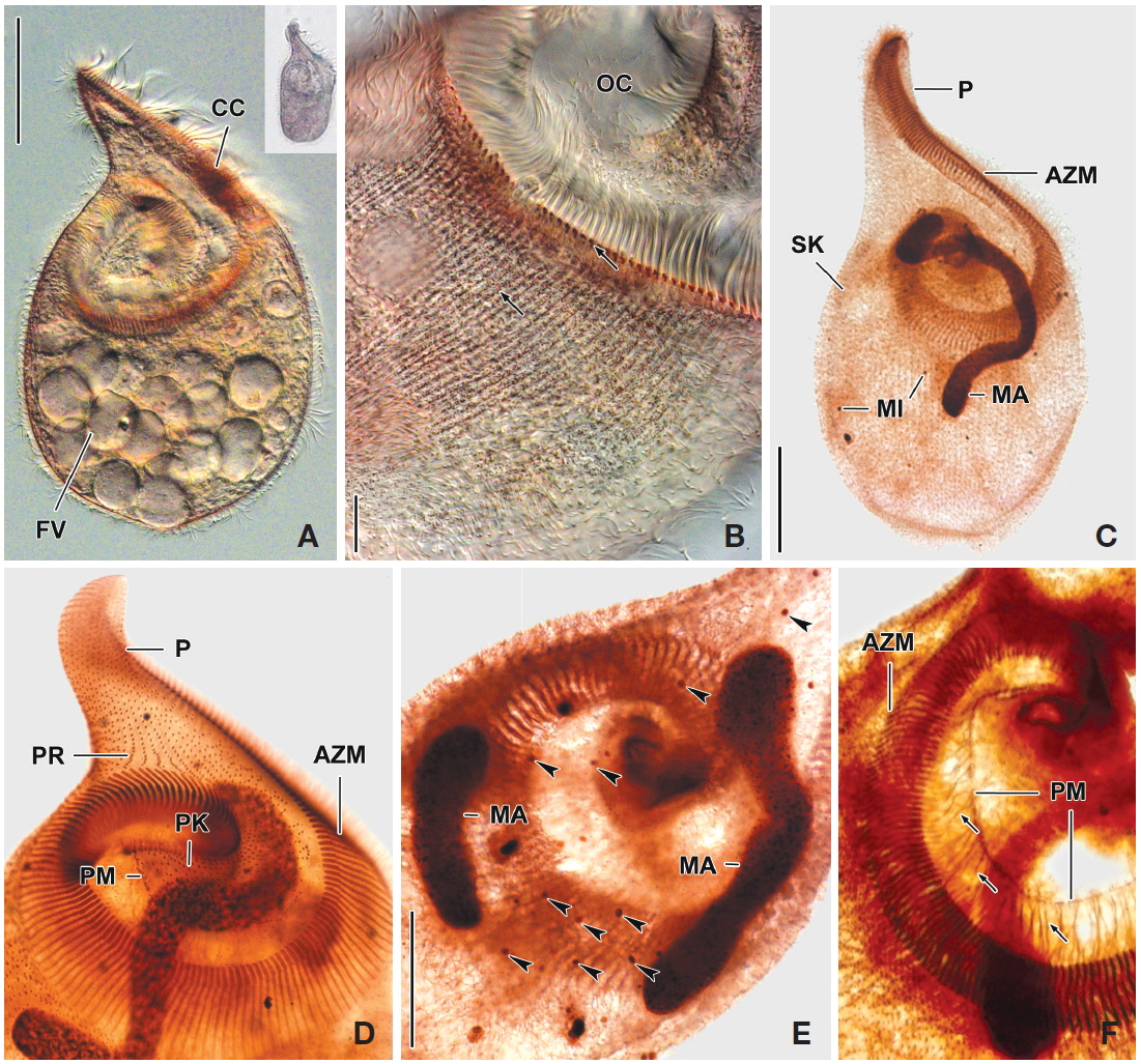 Photomicrographs of Fabrea salina from life (A, B) and after protargol impregnation (C-F). A, Scoop-like shaped ventral view and additional figure shows original shape in low magnification (×50); B, Arrangement and pattern of cortical granules, brownish pink colored in photomicrographs but grayish green colored to the unaided eye; C, Whole body to show macronucleus, somatic and oral ciliature; D, Detail of oral ciliature and related apparatus; E, Two macronuclei and micronuclei (arrowheads); F, Detail of fibrillar myoneme connected with paroral membrane. AZM, adoral zone of membranelles; CC, part of condensed cortical granules; FV, food vacuole; MA, macronucleus; MI, micronuclei; OC, oral cavity; P, proboscis; PK, peristomial kinety; PM, paroral membrane; PR, preoral kineties; SK, somatic kineties. Scale bars: A, C=50 μm, B=10 μm, E=30 μm.