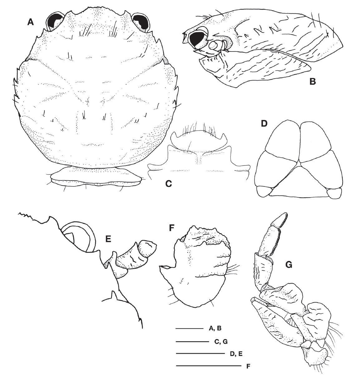 Aliaporcellana pygmaea (De Man, 1902), male (CL 3.2 mm). A, Carapace, anterior part of abdomen; B, Carapace and left pterygostomian flap, lateral; C, Third and fourth thoracic sternite; D, Telson; E, Right anterior part of carapace, ocular pecuncle, and antennal peduncle; F, Basal segment of left antennular peduncle; G, Right third maxilliped. CL, carapace length from the anterior border excluding rostrum to the posterior border. Scale bars: A-F=0.5 mm.