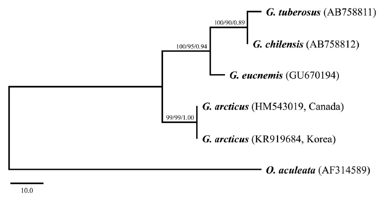 Maximum parsimony tree inferred from mt-COI, showing phylogenetic relationships among four Gorgonocephalus species. Bootstrapping values obtained from maximum parsimony, maximum likelihood, and Bayesian inference methods are shown in each node in order. G. Gorgonocephalus; O. Ophiopholis.