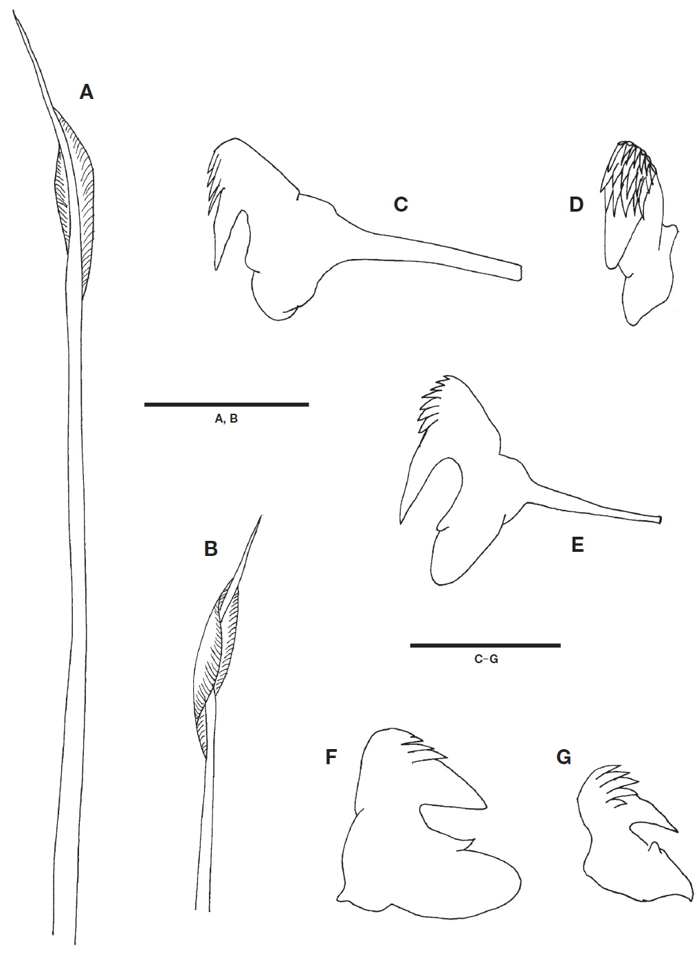 Pista shizugawaensis Nishi and Tanaka, 2006. A, B, Notosetae from 7th segment, with long (A) and short lengths (B); C-F, Uncini (neurosetae) of thoracic segments, arranged in single row (C) and with crested head (D) on 7th segment, arranged in double rows on 11th segment (E) and 18th segment (F); G, Abdominal uncini. Scale bars: A, B=0.2 mm, C-G=0.05 mm.