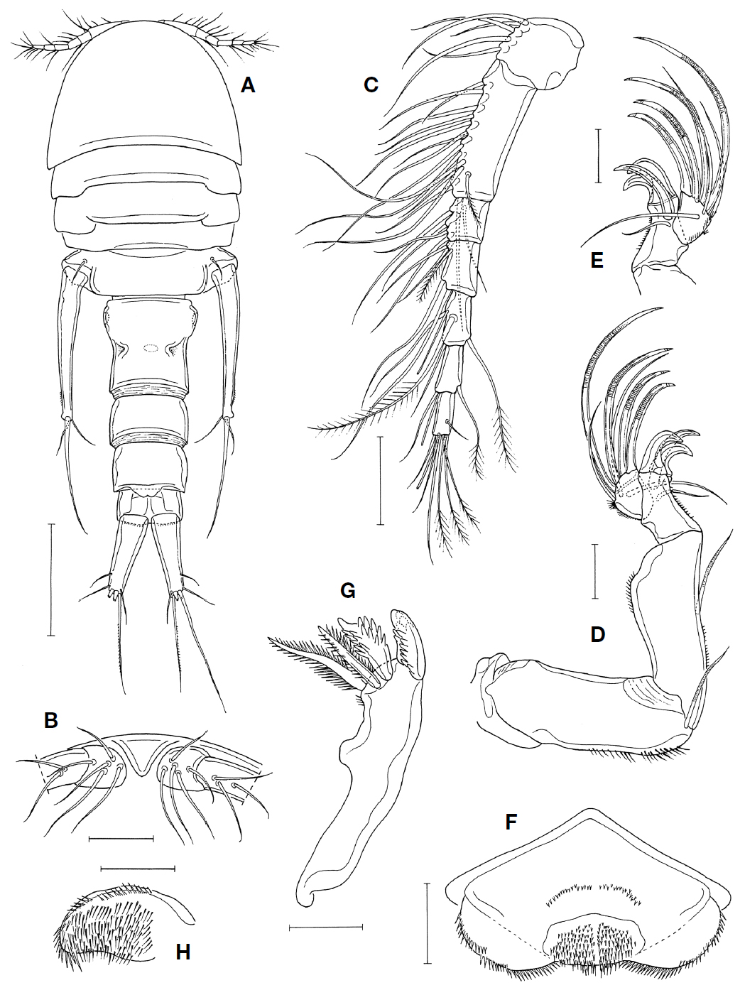 Hamaticyclops ahni n. gen. n. sp., female. A, Habitus, dorsal; B, Rostral area, ventral; C, Antennule; D, Antenna; E, Distal part of antenna; F, Labrum; G, Mandible; H, Paragnath. Scale bars=0.5 mm (A), 0.1 mm (B, C), 0.05 mm (D-H).