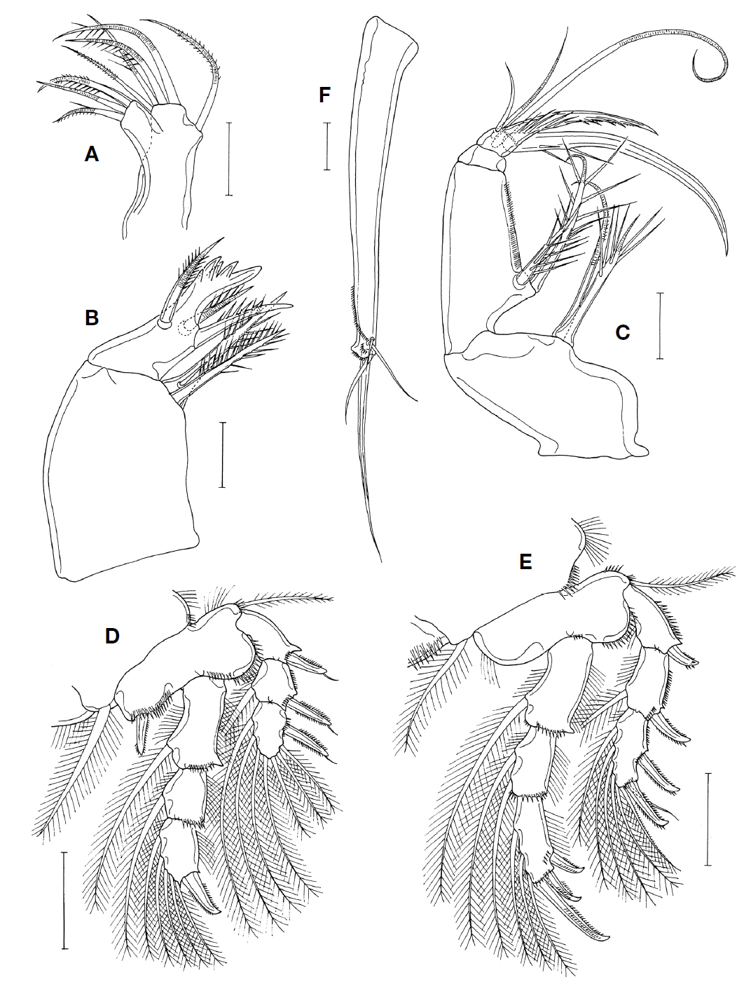 Hamaticyclops ahni n. gen. n. sp., female. A, Maxillule; B, Maxilla; C, Maxilliped; D, Leg 1; E, Leg 2; F, Exopod of leg 5. Scale bars=0.05 mm (A-C), 0.1 mm (D-F).