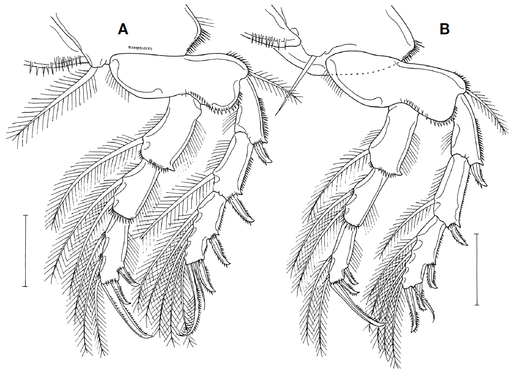 Hamaticyclops ahni n. gen. n. sp., female. A, Leg 3; B, Leg 4. Scale bar=0.1 mm (A, B).