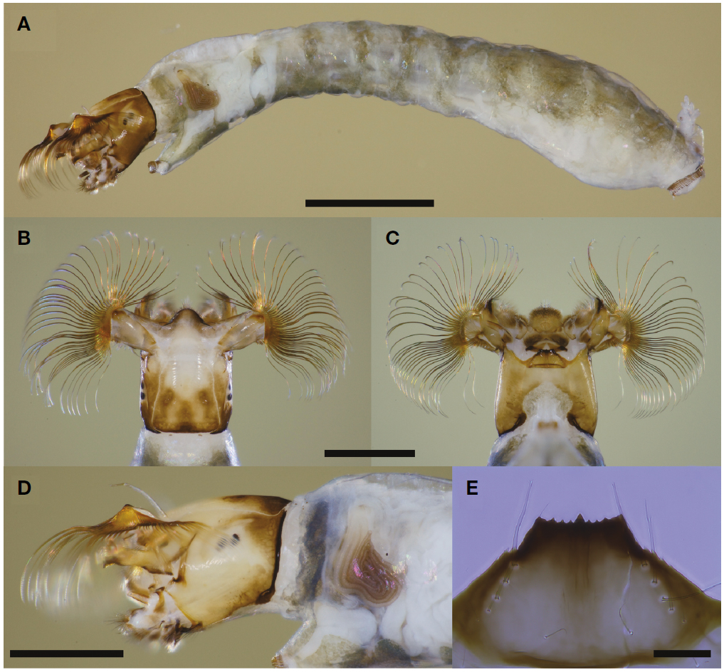 Simulium (Simulium) bidentatum. A, Larva, lateral view; B, Larval head, dorsal view; C, Larval head, ventral view; D, Larval head and gill histoblast, lateral view; E, Larval hypostoma, phase-contrast micrograph. Scale bars=1 mm (A), 0.5 mm (B-D), 50 μm (E).