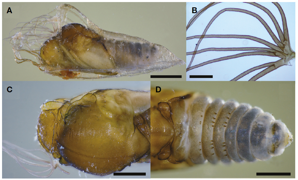 Simulium (Simulium) bidentatum. A, Pupa and cocoon, lateral view; B, Gill filaments, phase-contrast micrograph; C, Pupal head and thorax, dorsolateral view; D, Pupal abdomen, dorsal view. Scale bars=1 mm (A), 0.2 mm (B), 0.5 mm (C, D).