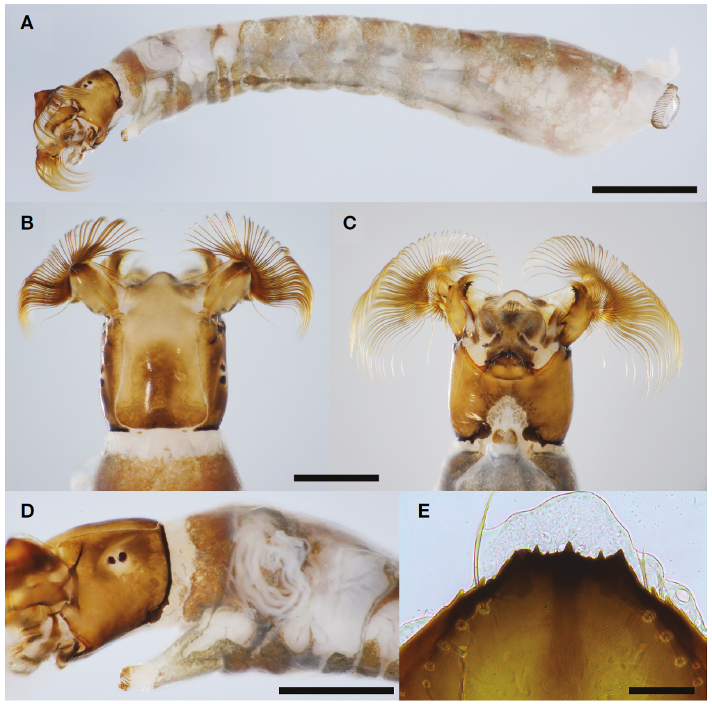 Simulium (Simulium) coreanum. A, Larva, ventrolateral view; B, Larval head, dorsal view; C, Larval head, ventral view; D, Larval head and gill histoblast, lateral view; E, Larval hypostoma, phase-contrast micrograph. Scale bars=1 mm (A), 0.5 mm (B-D), 50 μm (E).
