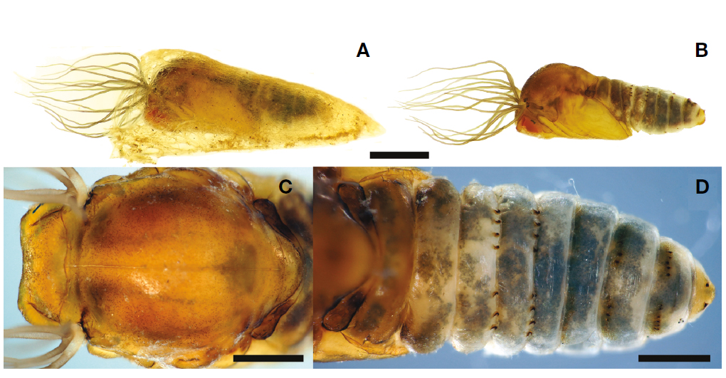 Simulium (Simulium) nikkoense. A, Pupa and cocoon, lateral view; B, Pupa, lateral view; C, Pupal head and thorax, dorsal view; D, Pupal abdomen, dorsal view. Scale bars=1 mm (A, B), 0.5 mm (C, D).