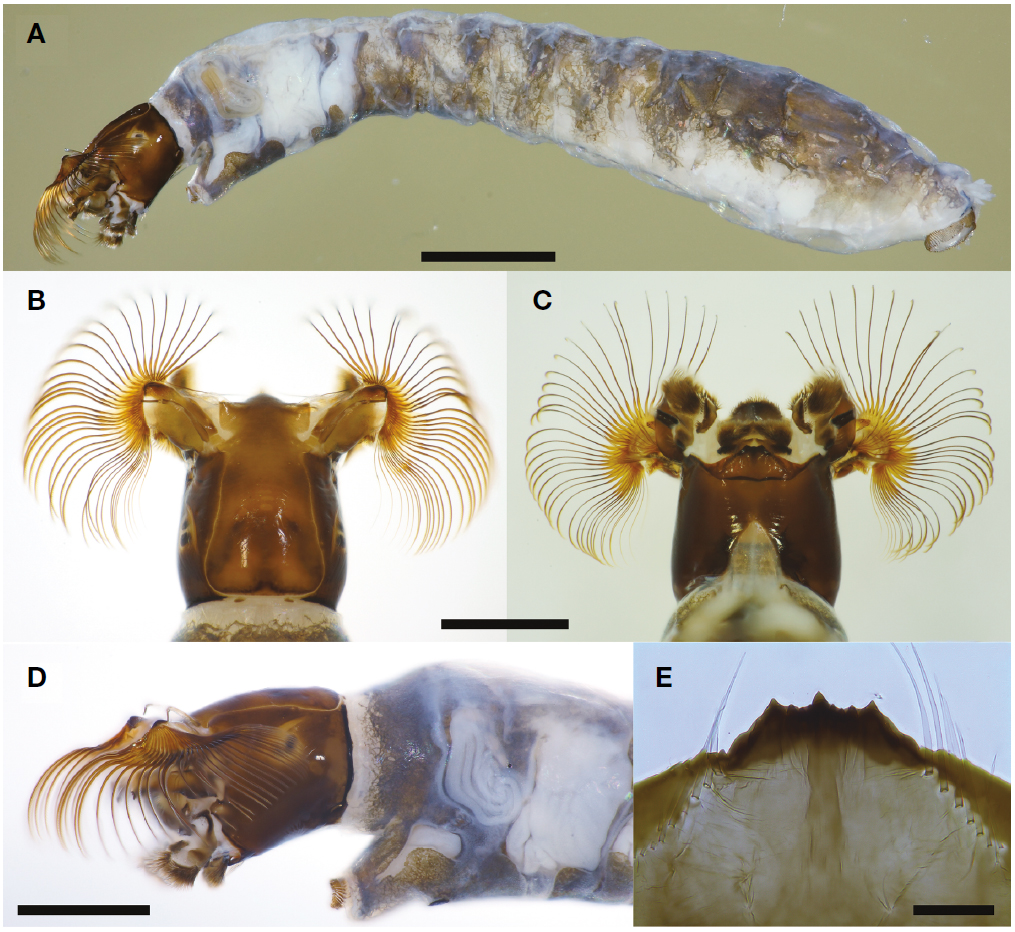 Simulium (Simulium) japonicum. A, Larva, lateral view; B, Larval head, dorsal view; C, Larval head, ventral view; D, Larval head and gill histoblast, lateral view; E, Larval hypostoma, phase-contrast micrograph. Scale bars=1 mm (A), 0.5 mm (B-D), 50 μm (E).