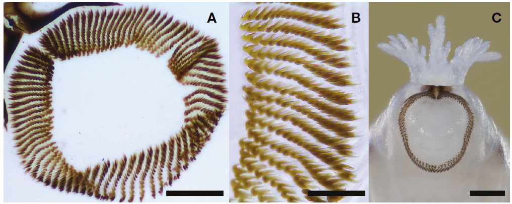 Simulium (Simulium) malyschevi. A, B, Hooks of posterior proleg, phase-contrast micrographs; C, Rectal papillae, posteroventral view. Scale bars=0.1 mm (A), 50 μm (B), 0.2 mm (C).
