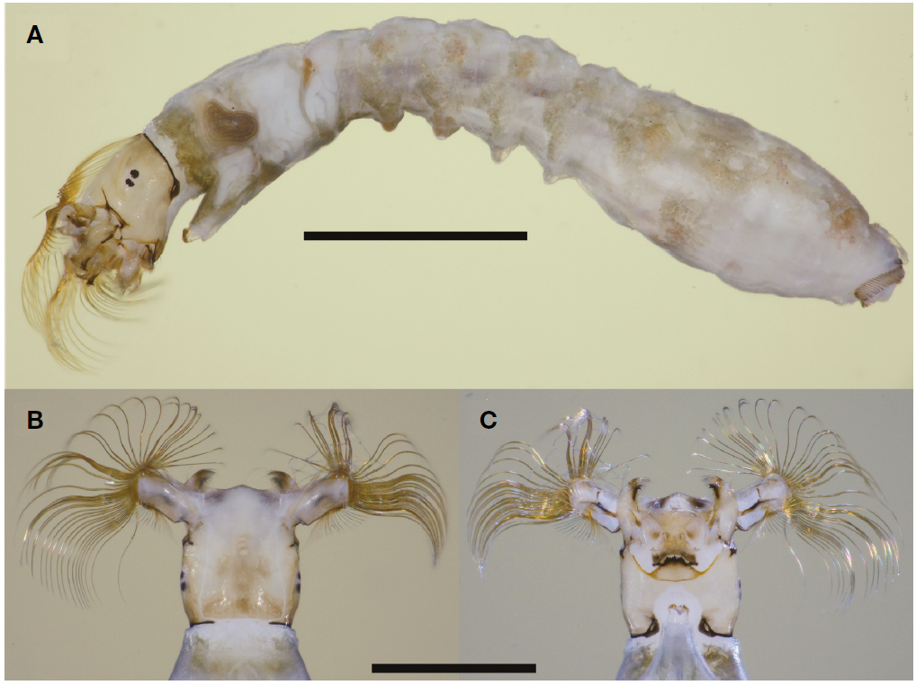 Simulium (Simulium) nacojapi. A, Larva, lateral view; B, Larval head, dorsal view; C, Larval head, ventral view. Scale bars=1 mm (A), 0.5 mm (B, C).