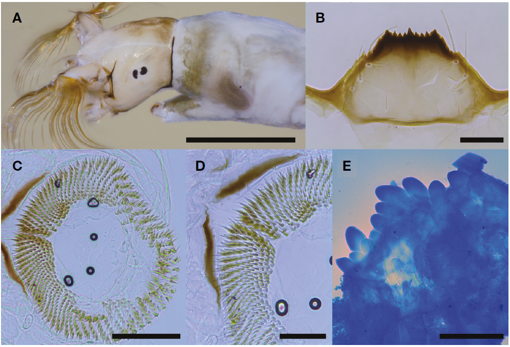 Simulium (Simulium) nacojapi. A, Larval head and gill histoblast, dorsolateral view; B, Larval hypostoma, phase-contrast micrograph; C, D, Hooks of posterior proleg, phase-contrast micrographs; E, Rectal papillae, phase-contrast micrograph. Scale bars=0.5 mm (A), 50 μm (B, D), 0.1 mm (C, E).