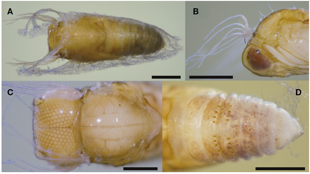 Simulium (Simulium) nacojapi. A, Pupa and cocoon, dorsolateral view; B, Pupal gill filaments, lateral view; C, Pupal head and thorax, dorsal view; D, Pupal abdomen, dorsal view. Scale bars=1 mm (A), 0.5 mm (B-D).