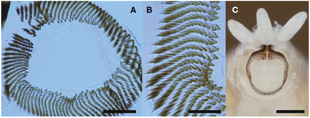 Simulium (Simulium) iwatense. A, B, Hooks of posterior proleg, phase-contrast micrographs; C, Rectal papillae, posterior view. Scale bars=0.1 mm (A), 50 μm (B), 0.2 mm (C).