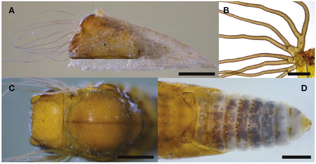 Simulium (Simulium) iwatense. A, Pupa and cocoon, lateral view; B, Gill filaments, phase-contrast micrograph; C, Pupal head and thorax, dorsal view; D, Pupal abdomen, dorsal view. Scale bars=1 mm (A), 0.2 mm (B), 0.5 mm (C, D).