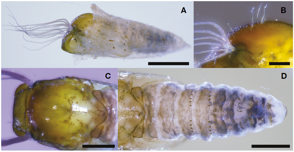 Simulium (Simulium) rufibasis. A, Pupa and cocoon, lateral view; B, Pupal thorax and gill filaments, lateral view; C, Pupal head and thorax, dorsal view; D, Pupal abdomen, dorsal view. Scale bars=1 mm (A), 0.2 mm (B), 0.5 mm (C, D).