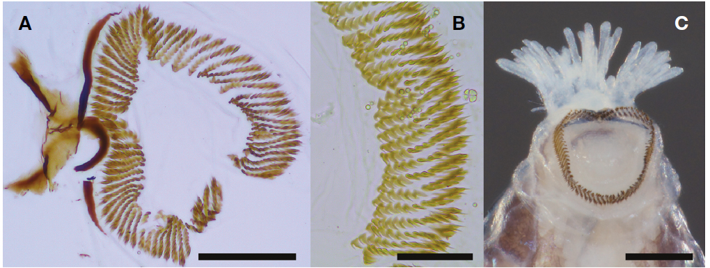 Simulium (Simulium) suzukii. A, B, Hooks of posterior proleg, phase-contrast micrographs; C, Rectal papillae, posteroventral view. Scale bars=0.1 mm (A), 50 μm (B), 0.2 mm (C).