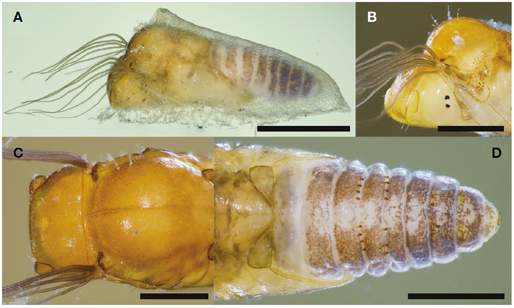 Simulium (Simulium) suzukii. A, Pupa and cocoon, lateral view; B, Pupal head and thorax with gill filaments, anterolateral view; C, Pupal head and thorax, dorsal view; D, Pupal abdomen, dorsal view. Scale bars=1 mm (A), 0.5 mm (B-D).