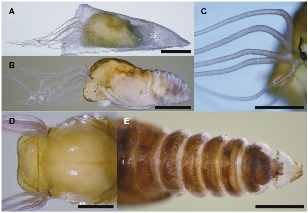 Simulium (Simulium) oitanum. A, Pupa and cocoon, lateral view; B, Pupa, lateral view; C, Gill filaments, lateral view; D, Pupal head and thorax, dorsal view; E, Pupal abdomen, dorsal view. Scale bars=1 mm (A, B), 0.5 mm (C-E).