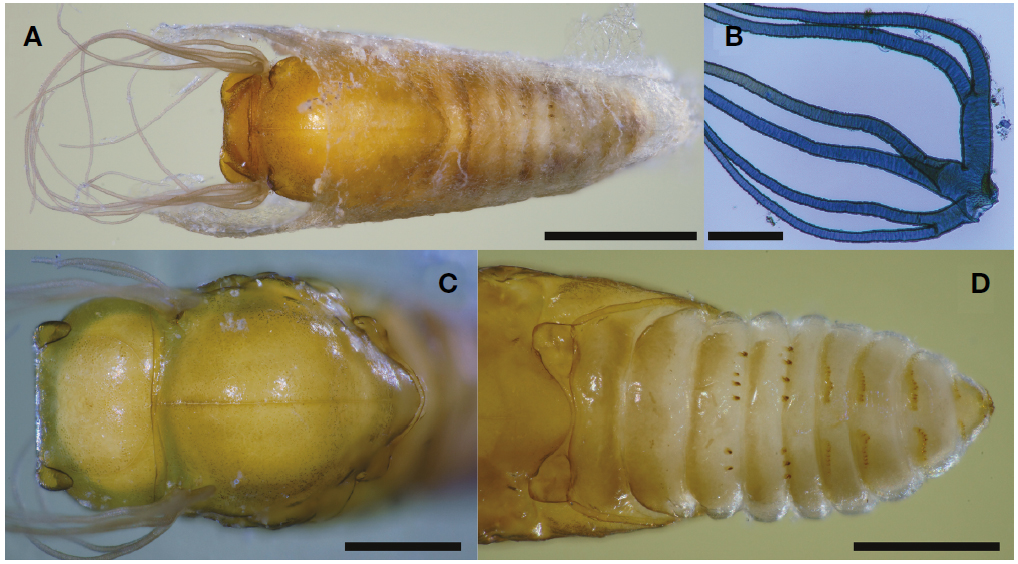 Simulium (Simulium) arakawae. A, Pupa and cocoon, dorsal view; B, Gill filaments, phase-contrast micrograph; C, Pupal head and thorax, dorsal view; D, Pupal abdomen, dorsal view. Scale bars=1 mm (A), 0.2 mm (B), 0.5 mm (C, D).