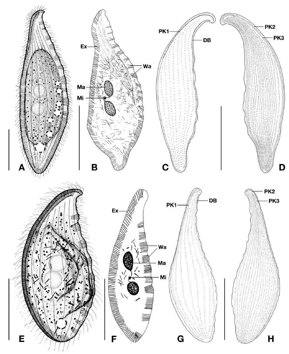 Morphology of Loxophyllum perihoplophorum (A-D) and L. rostratum (E-H) drawn from live and protargol stained specimens. A, E, Left view of a typical live individual; B, F, Nuclei, extrusomes, warts and nematodesmata with protargol staining; C, D, G, H, Ciliary pattern after protargol staining, left (C, G) and right (D, H) sides. DB, dorsal brush kinety; Ex, extrusome; Ma, macronuclear nodule; Mi, micronucleus; PK, perioral kinety; Wa, wart. Scale bars=100 μm (A-D), 50 μm (E-H).