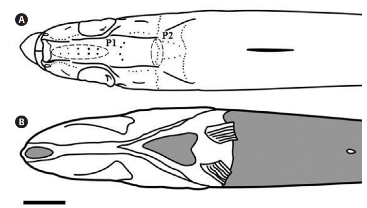 The Illustrations of the head region of Champsodon longipinnis. A, dorsal sensory papillae and bony ridges on the head (P1, five pairs of sensory papillae between parallel bony ridges on the dorsal surface of the head; P2, transverse row of ten sensory papillae between the posterior margins of the pterotic ridges); B, distribution pattern of ventral scales shaded grey; pelvic fins are cut to expose the abdomen. Scale bar = 5.0 mm.
