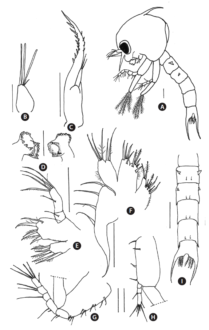 First zoea of Sesarmops intermedius (De Haan, 1835). A, lateral view; B, antennule; C, antenna; D, mandibles; E, maxillule; F, maxilla; G, first maxilliped; H, second maxilliped; I, abdomen and telson, dorsal view. Scale bars = 0.1 mm.