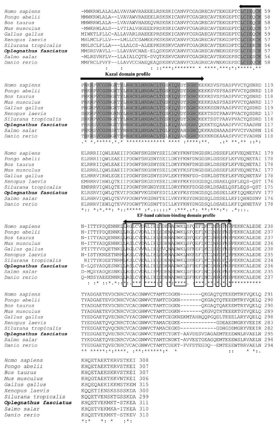 Clustal W multiple sequence alignment of the deduced amino acid sequence of RbFST in present study with known FSTs. The identical residues are indicated by asterisk (*) and semi conserved residues are indicated by semicolon (:) and dots (.). Kazal domain profile is indicated by thick double headed arrow and highly conserved regions in the domain are shaded. The EF-hand calcium-binding domain profile is indicated with thin double headed arrows and highly conserved residues are boxed.