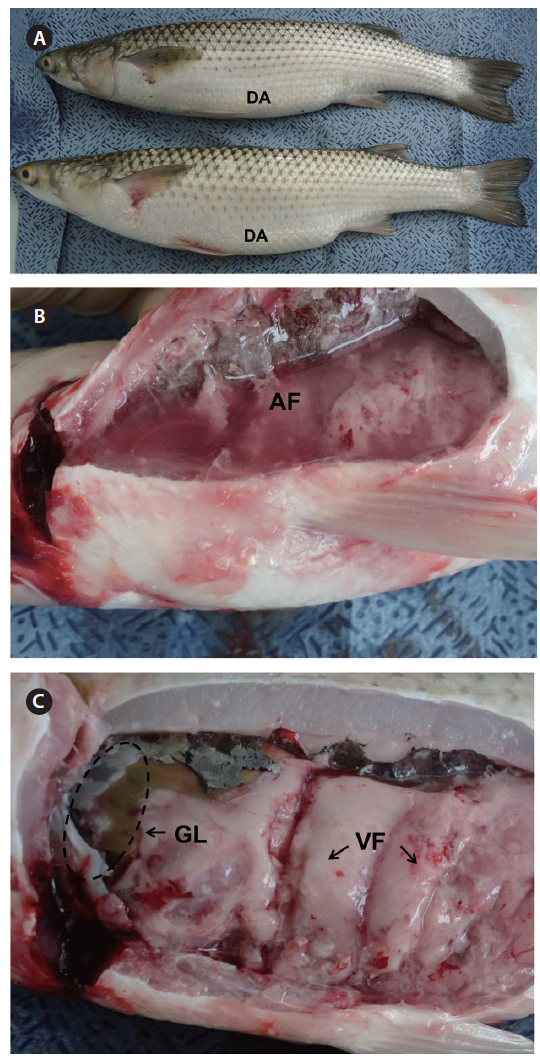 (A) DA, distended abdomen; (B) AF, ascitic fluid in abdominal cavity; (C) GL, green liver symptom; VF, visceral fat.