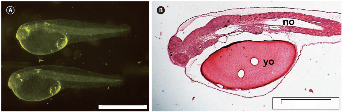 Photomicrographs of a Scomber japonicus larva on the day just after hatching. (A) Whole-body photograph. (B) Sagittal section of the body axis of larva just after hatching showing large yolk. The scale bars indicate 1 mm for (A); 200 μm for (B). yo, yolk; no, notochord.