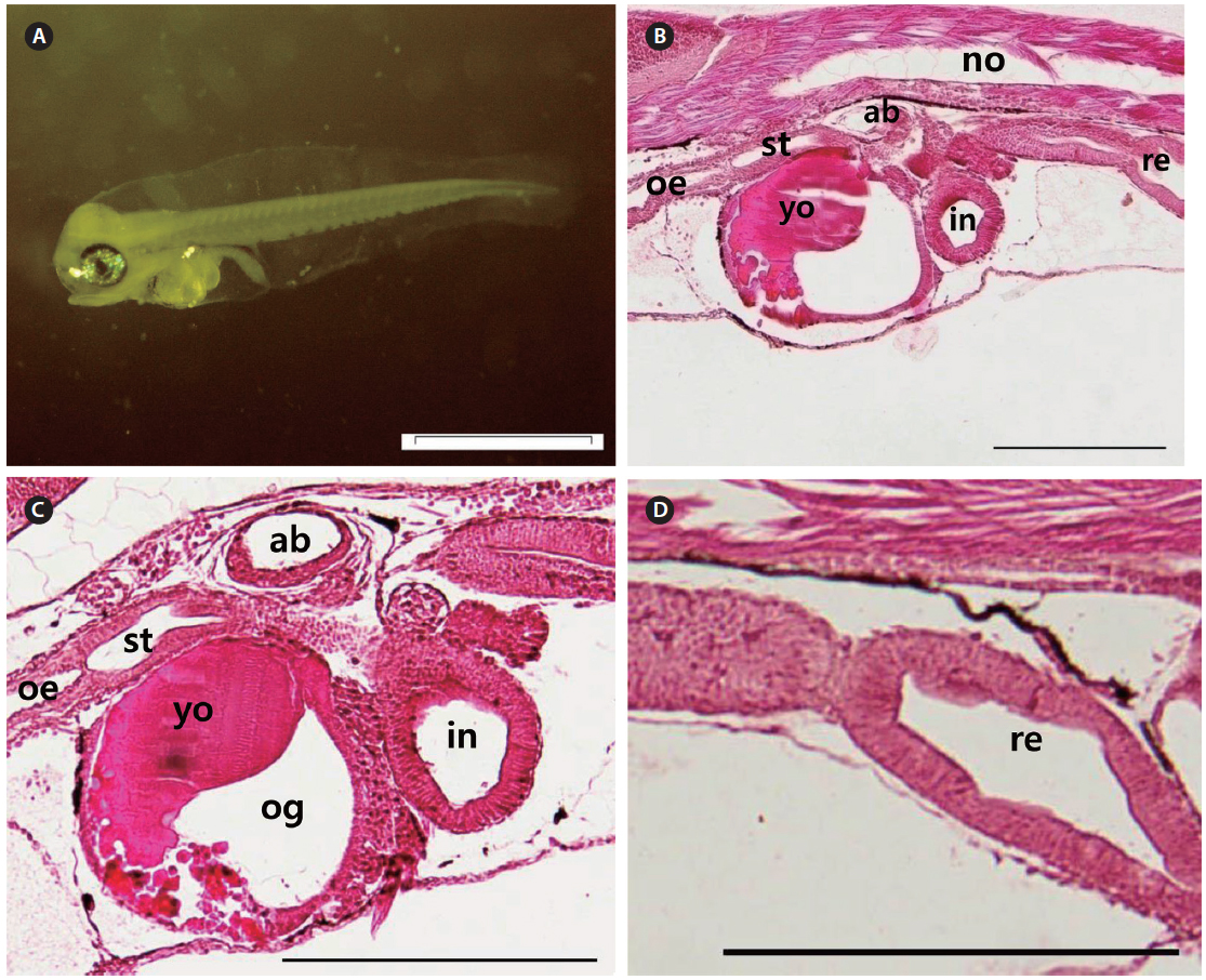Photomicrographs of Scomber japonicus larva at first feeding stage on 3 DAH. (A) Whole-body photograph. (B) Sagittal section of the body axis showing the differentiated digestive tract. (C) Sagittal section of the rudimentary stomach, oil globule, intestine and air bladder. (D) Sagittal section of the rectum. The scale bars indicate 1 mm for (A); 100 μm for (B)-(D). st, stomach; og, oil globule; in, intestine; ab, air bladder; re, rectum; no, notochord; oe, oesophagus.