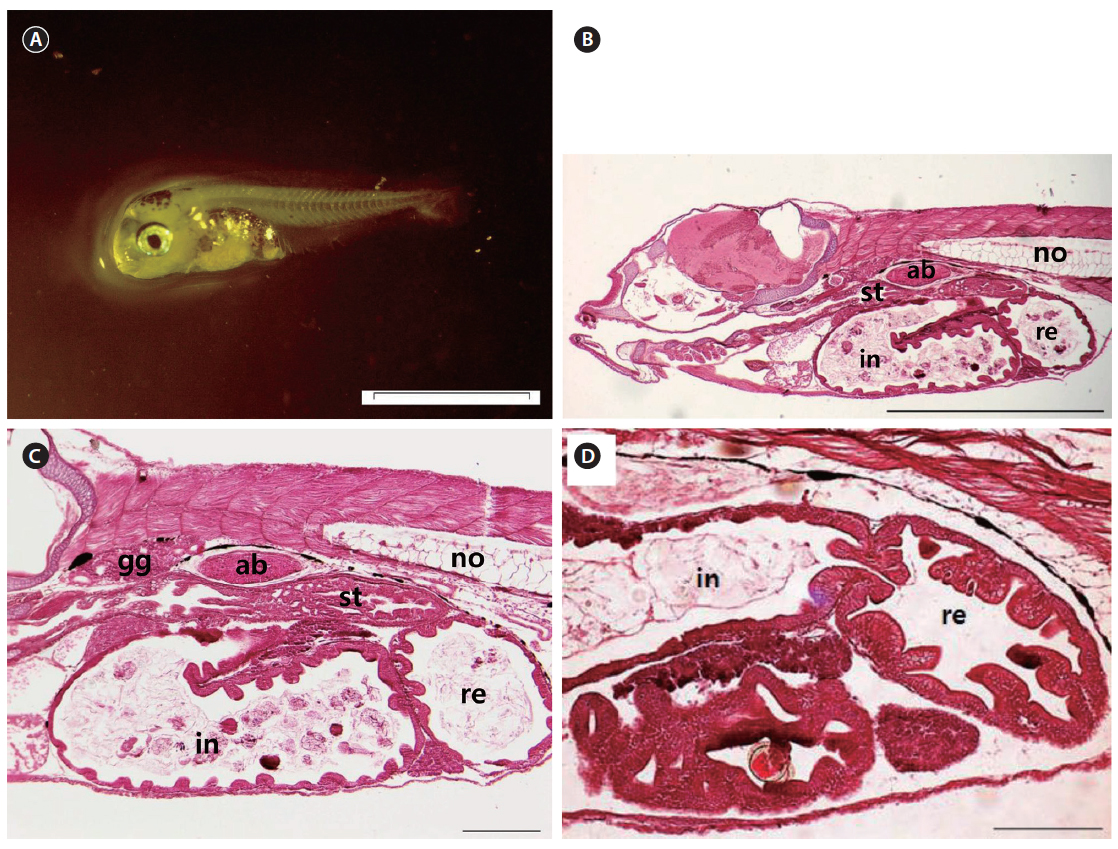 Photomicrographs of a Scomber japonicus larva at the flexion phase on 13 DAH. (A) Whole-body photograph. (B) Sagittal section of the body axis showing the development of stomach, intestine and rectum. (C) Sagittal section of stomach showing the early appearance of the gastric glands. (D) Sagittal section of the rectum and intestine. The scale bars indicate 2 mm for (A); 500 μm for (B); 100 μm for (C) and (D). st, stomach; in, intestine; re, rectum; gg, gastric glands; no, notochord.