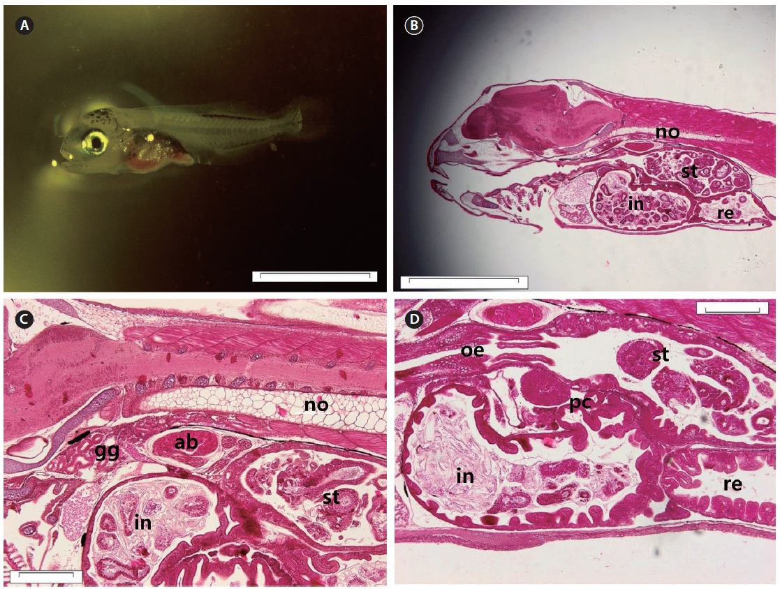 Photomicrographs of Scomber japonicus larva at the postflexion phase on 17 DAH. (A) Whole-body photograph. (B) Sagittal section of the body axis showing the development of stomach, intestine and rectum. (C) Sagittal section of the stomach showing the gastric glands. (D) Pyloric caecum differentiated from the anterior intestine. The scale bars indicate 3 mm for (A); 1 mm for (B); 100 μm for (C) and (D). st, stomach; in, intestine; re, rectum; gg, gastric glands; pc, pyloric caecum; no, notochord.