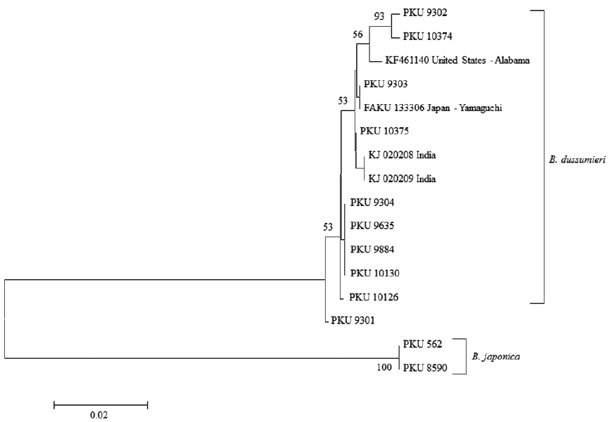 Neighbor-joining tree for Brama dussumieri and Brama japonica specimens, constructed from a 567-base pair mitochondrial DNA COI sequence. Numbers at branches indicate the bootstrap probabilities in 1000 bootstrap replications. Scale bar indicates a genetic distance (d) of 0.02.