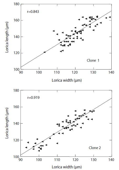 Regression graphs showing the degree of correlation between lorica length and lorica width in two clones of Brachionus rotundiformis.