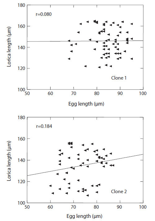 Correlations between lorica length of adult rotifers and the length of their parthenogenetic eggs in the two clones of Brachionus rotundiformis.